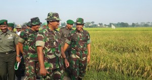 pangdam jaya sidak cluster pertanian