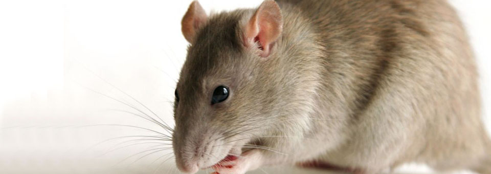 Tikus Raksasa Ditangkap dan Dimakan