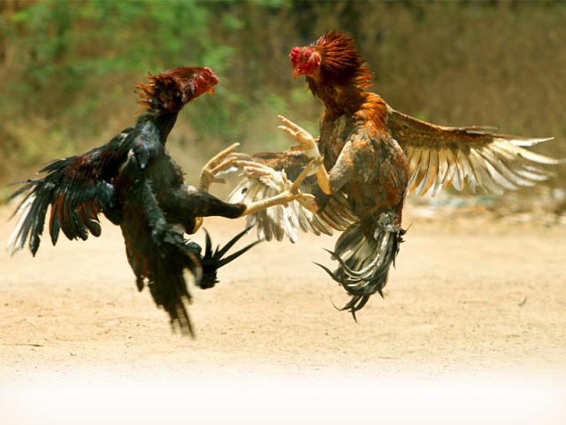 Judi Sabung Ayam Digrebek