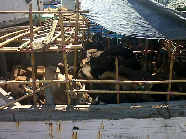 Kapal Gagal Bongkar Muat, 13 Sapi Mati di Atas Kapal