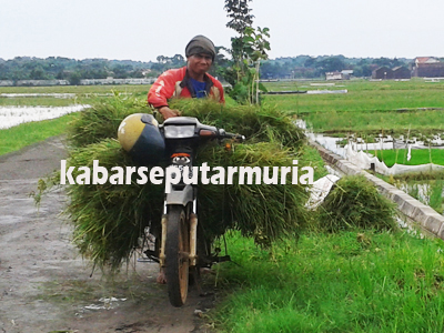 Demi Sapi Pak Sutiyo Setiap Hari Ngarit Rumput