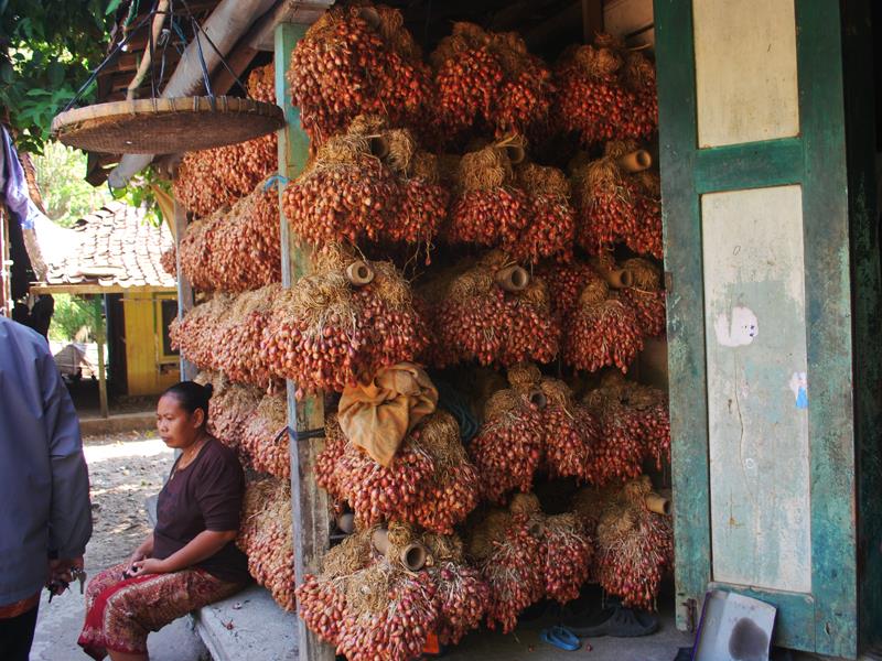 Bawang Merah dari Desa Pasir Demak Sudah Dikenal Sejak Dulu