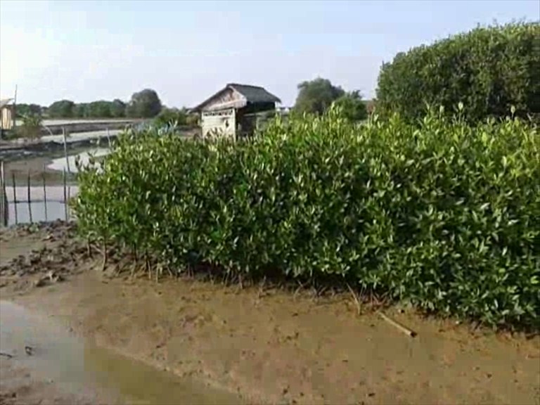 Hutan Mangrove di Panggung Jepara Hijau dan Menyejukkan