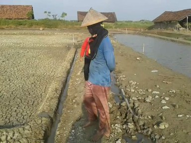 Musim Hujan Reda Petambak Garam  Jepara Mulai Garap Lahan