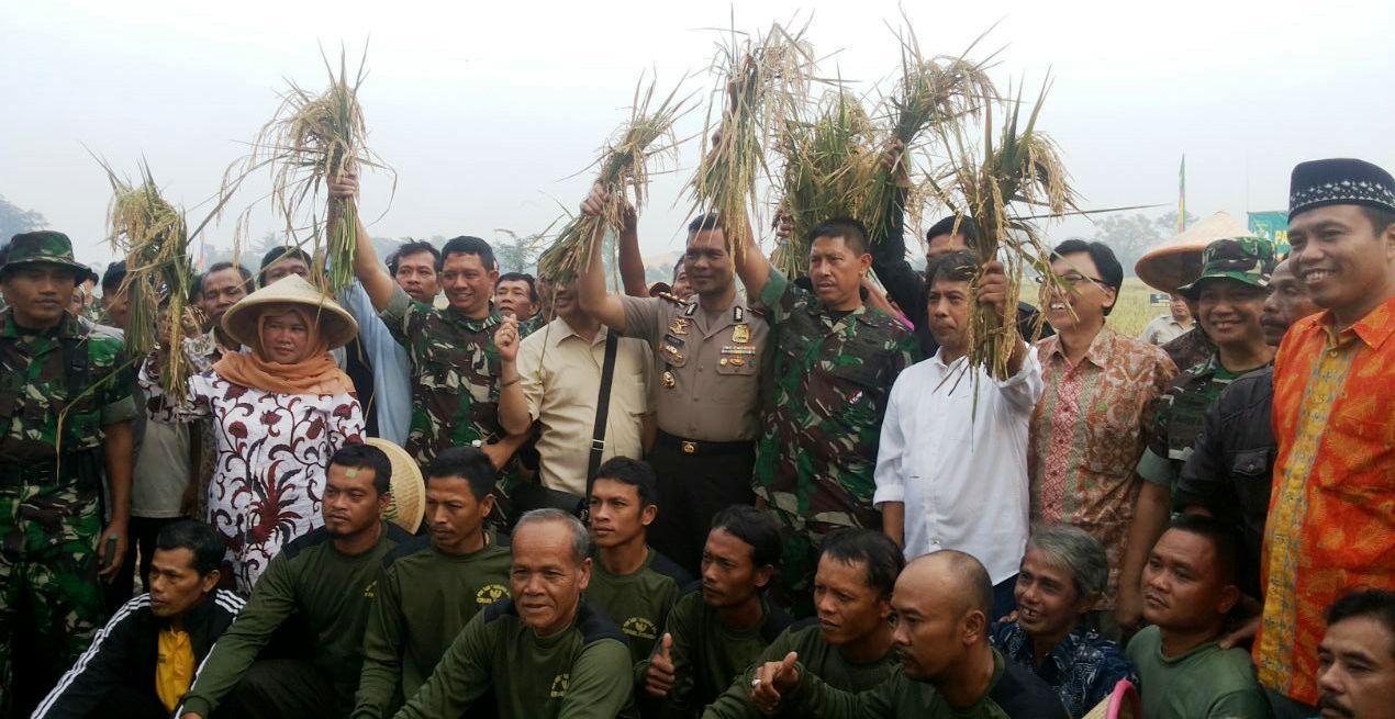 Pangdam Jaya/Jayakarta Panen Raya Padi di Cibitung, Hasil Berlimpah