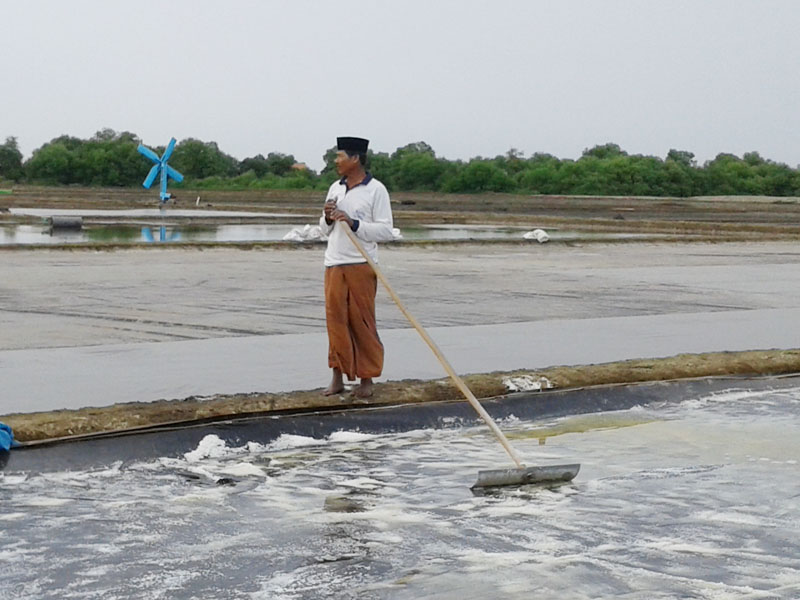 Harga Garam Demak Terjun Bebas , Pegaram Butuh Dana Talangan Untuk Menyimpan Garam