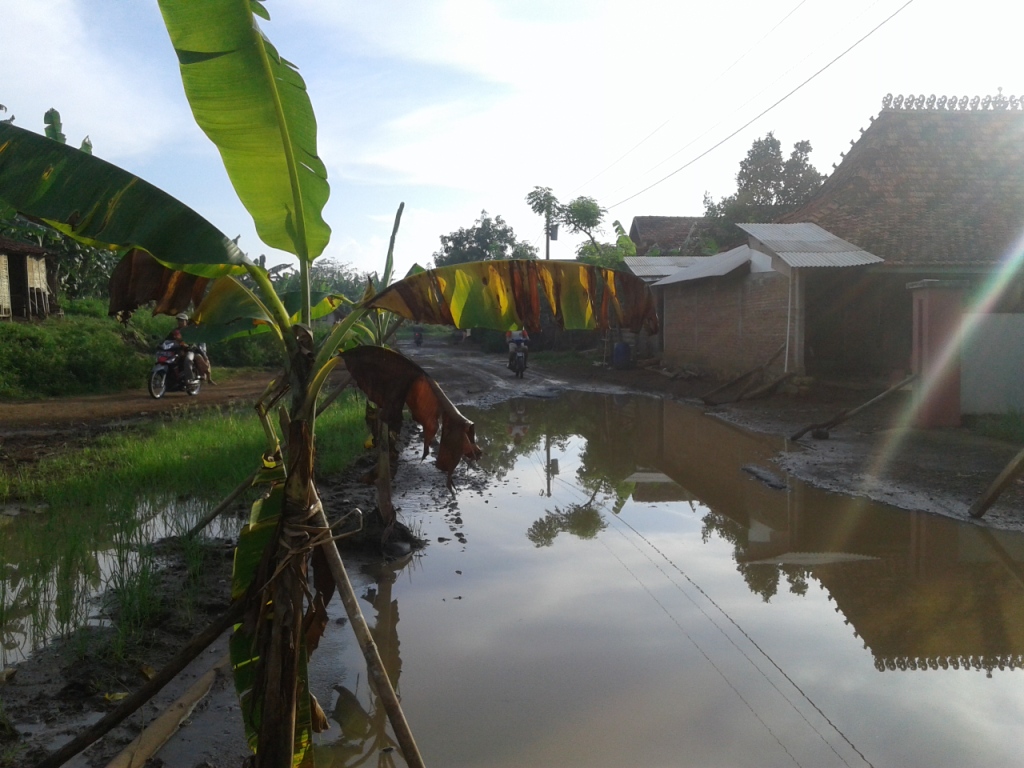 Tak Kunjung Di Perbaiki , Jalan Raya Sowan Kidul  Ditanami Pisang