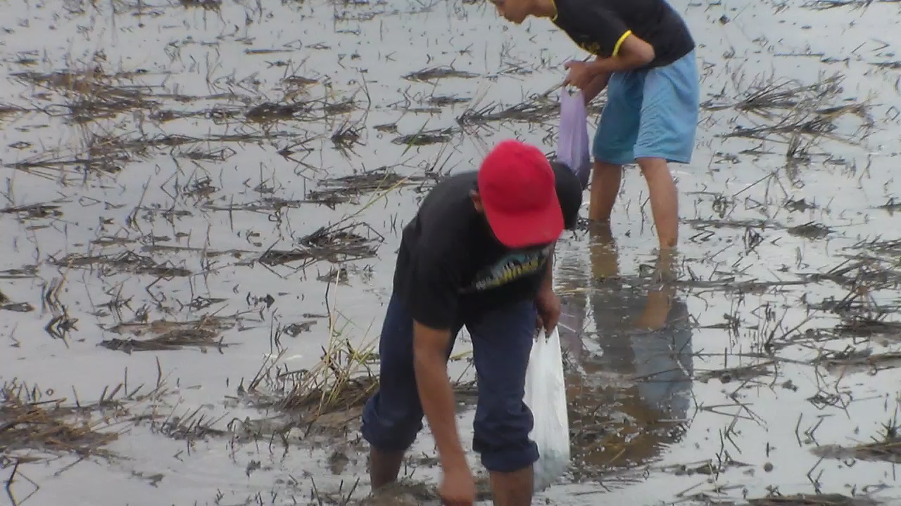 Tradisi Berburu Keong Sawah Usai Panen Padi di Kedung Jepara