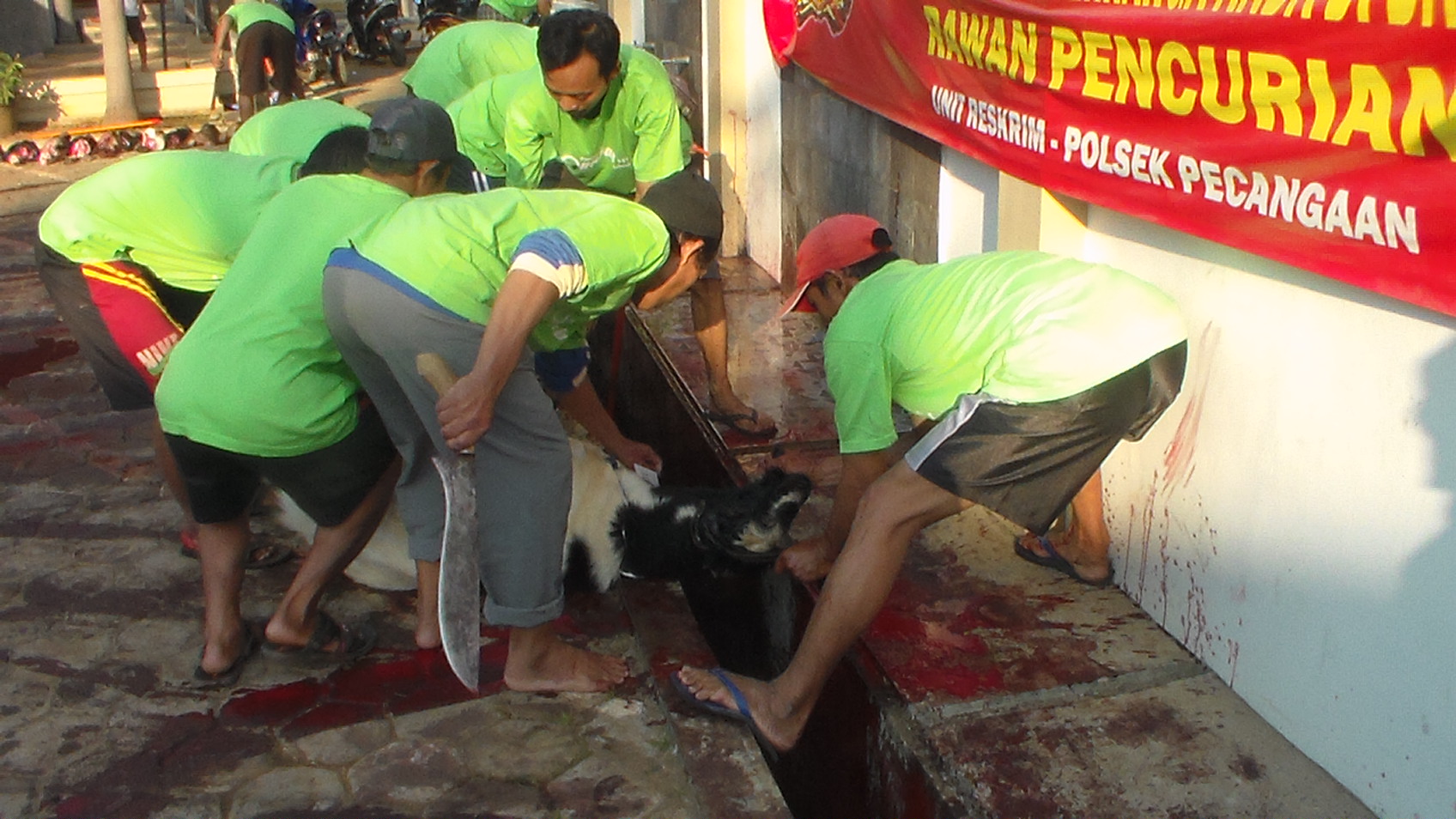 Qurban Di Masjid “ Baitus Salam “ Lebuawu ,Panitia Potong 15 Sapi dan 53 Kambing