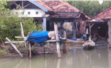 Dampak Abrasi !!! Bapak Ini Jalani Hidup Sendirian di Tengah Hutan Mangrove