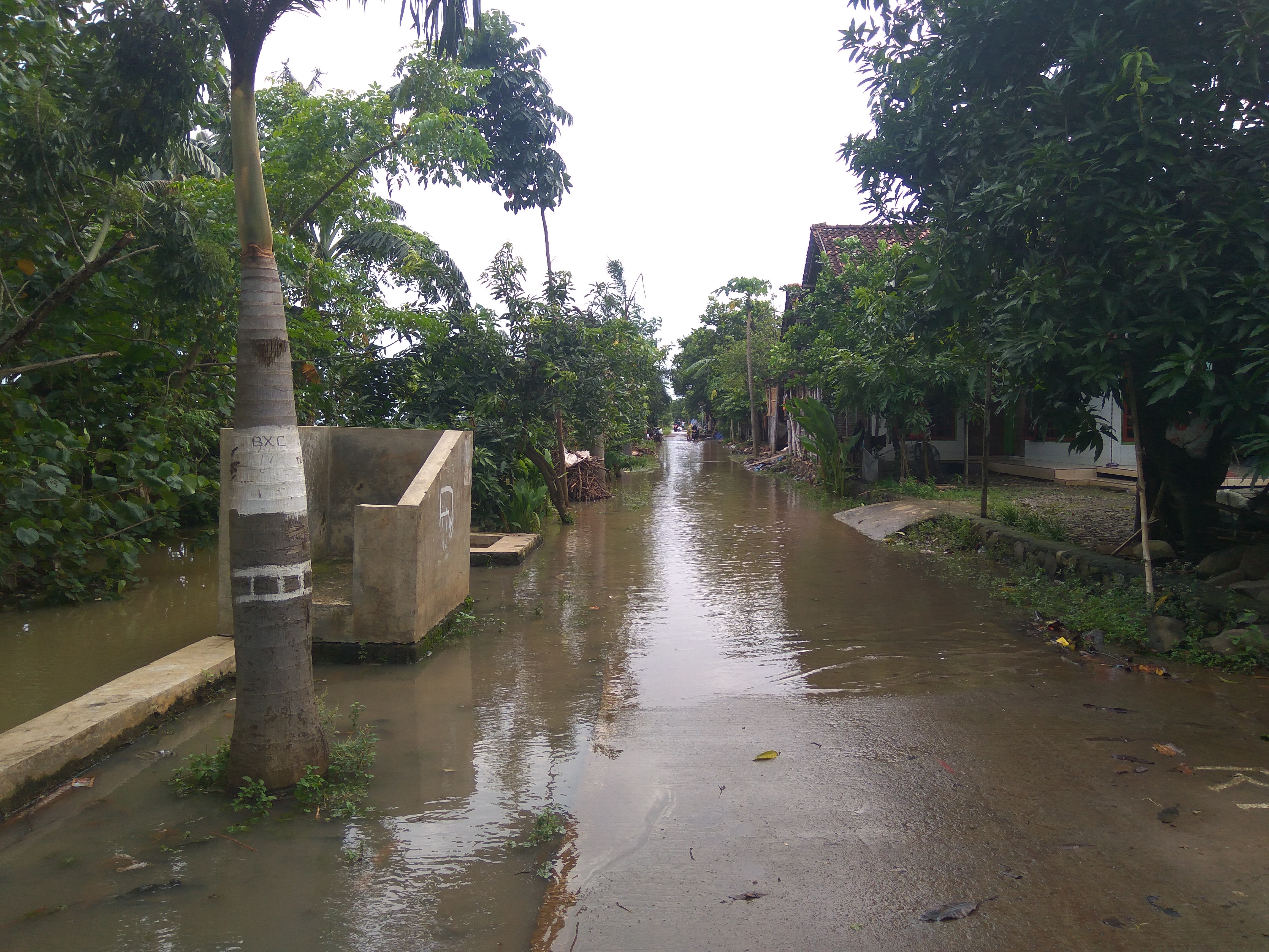 Sekilas Desa Batu Kali Kalinyamatan, Ditengah Area Persawahan Selalu  Kebanjiran Jika Musim Hujan