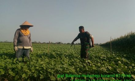 Tingkatkan Penghasilan Petani , Babinsa Bantu Penyemprotan Tangkal Hama Ulat Pada Kacang Hijau