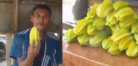 Rudi Hermanto Kembangkan Belimbing Ndrono  Selo , 2,5 Tahun Panen Hasil Melimpah