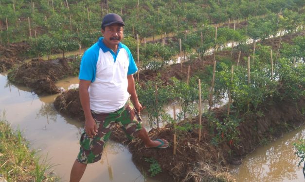 Khafid Petinggi Desa Gerdu  Hobi Bertani , Kini Bertanam Cabai di Lahan Bengkoknya
