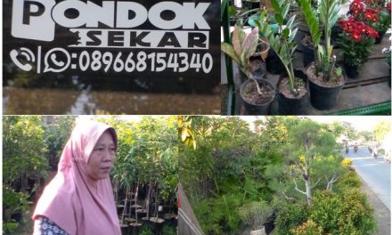 “ Pondok Sekar” Purwogondo Jepara , Sediakan Aneka Bunga dan Bibit Buah  Untuk Taman dan Kebun