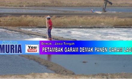 Habis Hujan Lebat Petambak Garam Demak  Panen Lagi