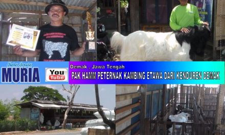 Pak Hamm Peternak Kambing PE Kaligesing Juara Dari Kenduren Demak