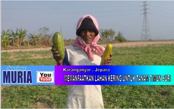 PAK MADKAN MEMANFAATKAN LAHAN KERING UNTUK TANAM TIMUN JAWA DAN BLEWAH