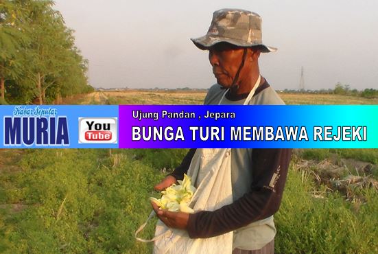 Pak Sabar petani dari Ujung Pandan Jepara  , Tanam Turi Kemaraupun Bisa Mendapatkan Uang