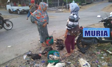 Jual Beli  Ayam kampung , Hasilnya Bisa Kuliahkan Anak Ke Perguruan Tinggi