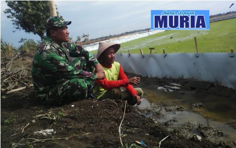 Babinsa Di Demak Di Terjunkan Ke Sawah Pantau Penyemaian Padi