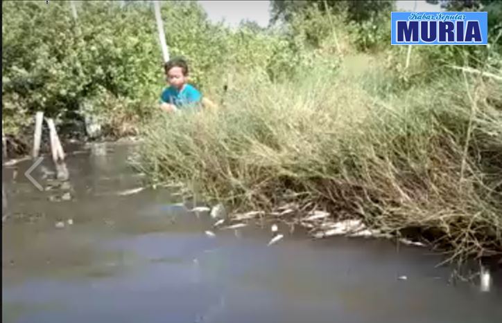 Aduh !!!! Ribuan Ekor Ikan Di  Babadan Demak Mati , Di Duga Karena Limbah Pabrik Masuk Tambak