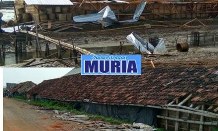 Angin Puting Beliung Terjang Kedungmalang Jepara , Puluhan   Rumah dan Gudang Garam Rusak