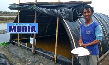 Meski Hujan Lebat Petambak Garam Demak Bisa Panen Garam