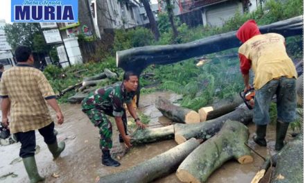 Angin Kencang Tumbangkan Pohon di Pati , Gerak Cepat Singkirkan Agar Lalu Lintas Lancar