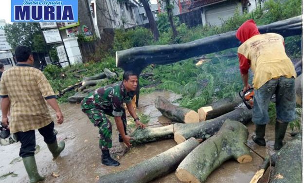 Angin Kencang Tumbangkan Pohon di Pati , Gerak Cepat Singkirkan Agar Lalu Lintas Lancar