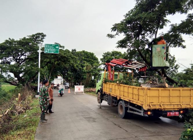 Pohon Tua  Di Jalan Raya Wedung – Bonang  Demak , Di Tebang dan Di Pangkas