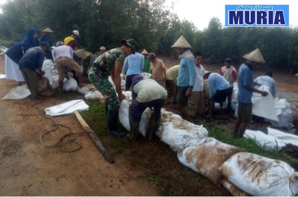 Cegah Banjir Warga Dukuhseti Pati , Buat “Galengan” di Sungai Silugonggo Kenanti