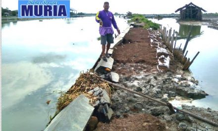 Talud  Sungai SWD I Desa Kedungmutih Demak  Rusak , Petambak Berharap Ada perbaikan