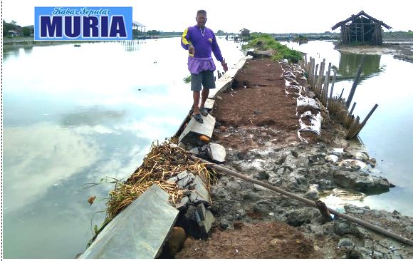 Talud  Sungai SWD I Desa Kedungmutih Demak  Rusak , Petambak Berharap Ada perbaikan