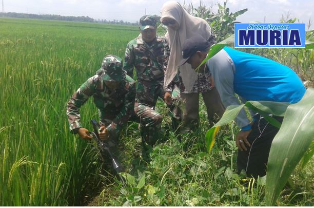 Tikus Resahkan Petani , Klomtan Desa Sonorejo Pati Adakan Kegiatan Gropyokan