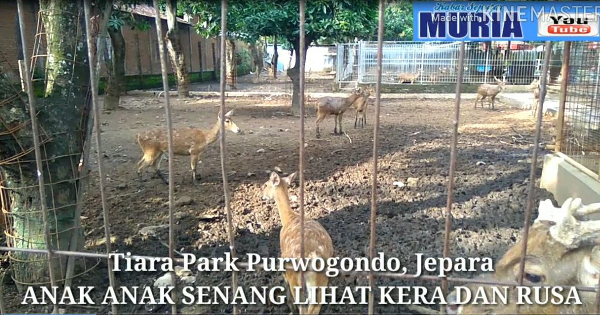 Melihat Rusa dan Kera di Water Boom Tiara Park Purwogondo Jepara