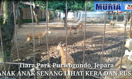Melihat Rusa dan Kera di Water Boom Tiara Park Purwogondo Jepara