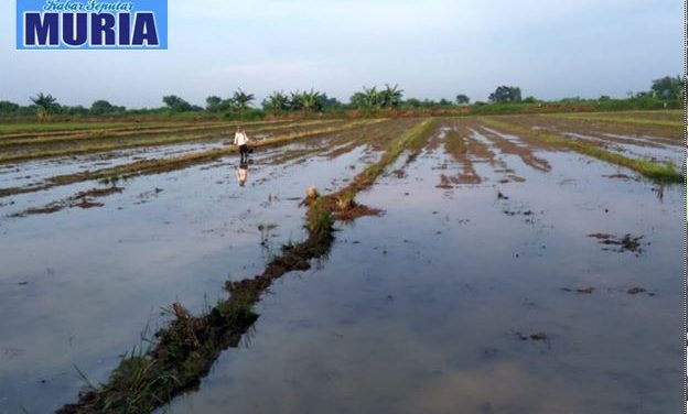 Petani Desa Tedunan Demak , Mulai Tanam Padi Untuk MT II
