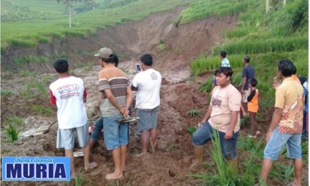 Lima Hektar Sawah di Pati Longsor Akibat Pencairan Tanah