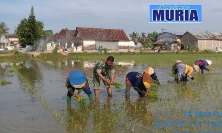 Kemanunggalan TNI dan Rakyat , Babinsa di Pati ini Temani Petani Tanam Padi