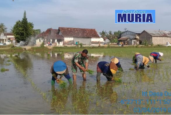 Kemanunggalan TNI dan Rakyat , Babinsa di Pati ini Temani Petani Tanam Padi