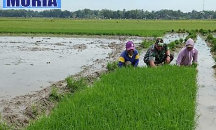 Babinsa di Pati Dampingi Petani Tanam Padi , di 17  Desa di Kecamatan Kayen