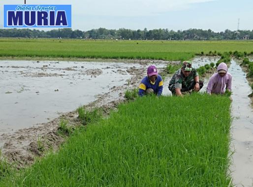 Babinsa di Pati Dampingi Petani Tanam Padi , di 17  Desa di Kecamatan Kayen