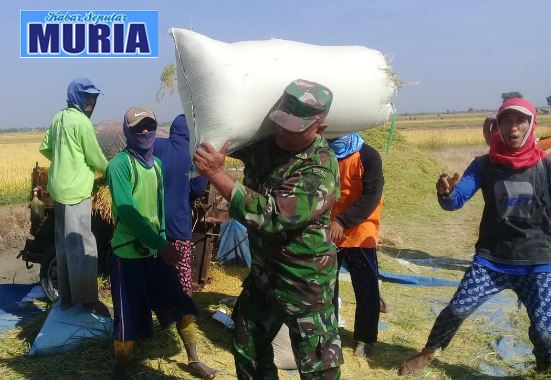 Semangat !!!! Babinsa Ini Bantu Angkut Gabah Hasil Panen Warga Binaan