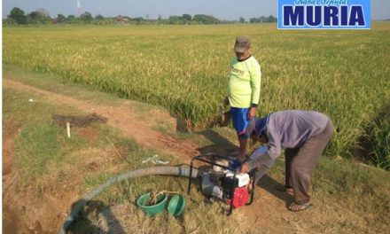 Puluhan Hektar Sawah di Kecamatan Kedung Jepara Kekeringan, Terancam Gagal Panen