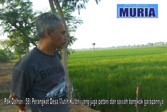 Ahmad Dalhari Perangkat Desa Mutih Kulon Demak  Yang Juga Petani