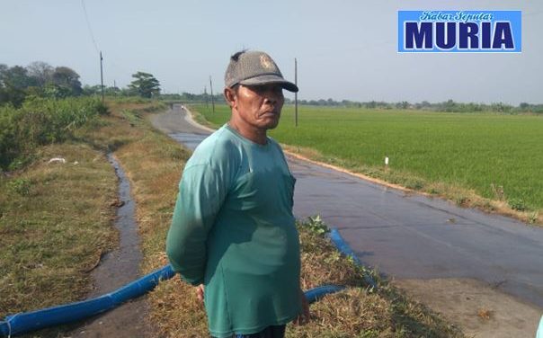 Kurang Air , Persawahan Desa  Tedunan Demak Diperkirakan Ada Yang  Gagal Panen