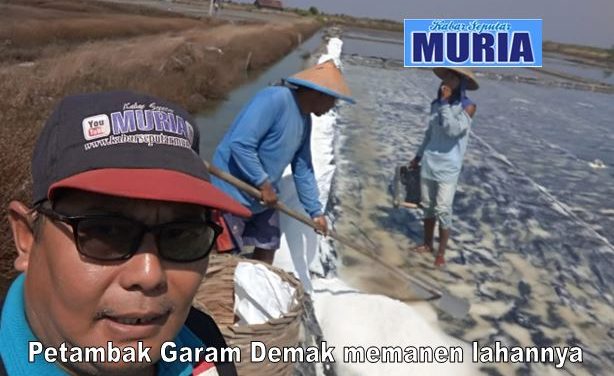 Petambak Garam ‘Teriak’ Harga Jatuh Rp400 per Kg