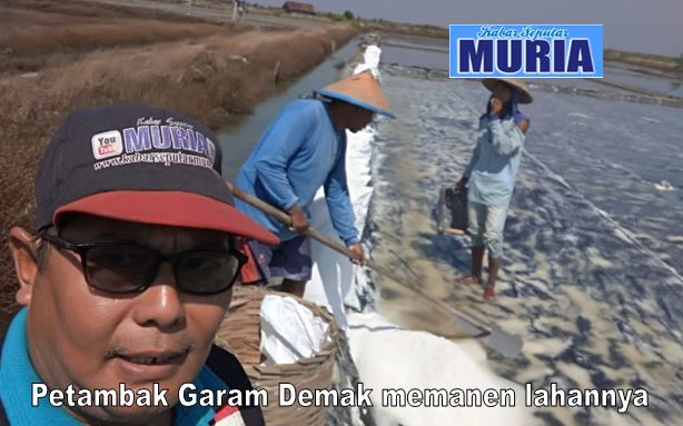 Petambak Garam ‘Teriak’ Harga Jatuh Rp400 per Kg