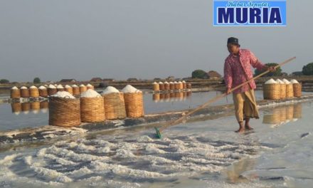 Jepara Panen Garam , Harga  Murah , Garam  Dimasukkan  Gudang